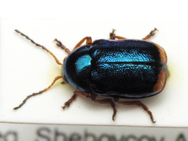 Cryptocephalus (Protophysus) schaefferi Schrank, 1789